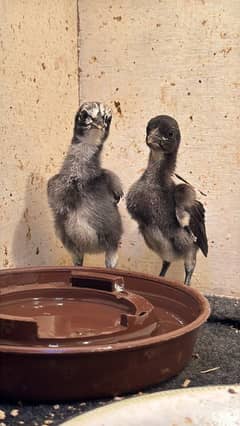 Thai Dragon chicks black skin