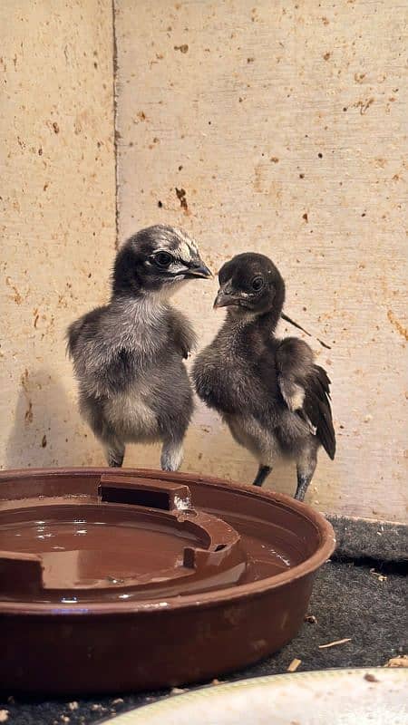 Thai Dragon chicks black skin 1