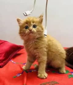 Persian cat for sale male or female my WhatsApp 0325=24=52=921