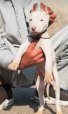 Kohati gultair Pair / Kohati  gultair Puppies For Sale