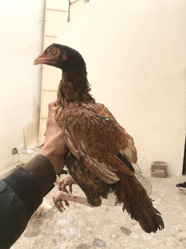 Hens | Aseel chicks | Mushka | Lassani | Lakha | Aseel Mianwali | 2