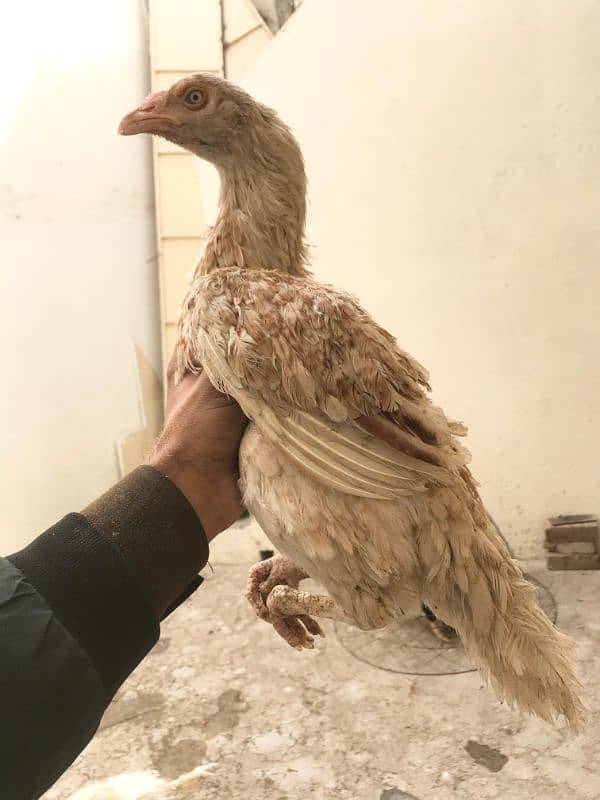 Hens | Aseel chicks | Mushka | Lassani | Lakha | Aseel Mianwali | 3