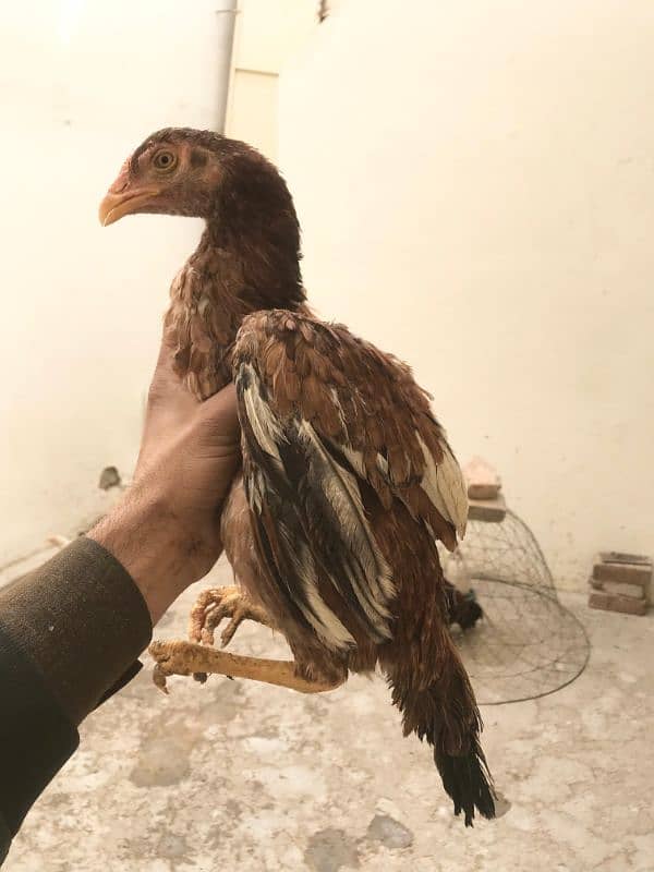 Hens | Aseel chicks | Mushka | Lassani | Lakha | Aseel Mianwali | 4