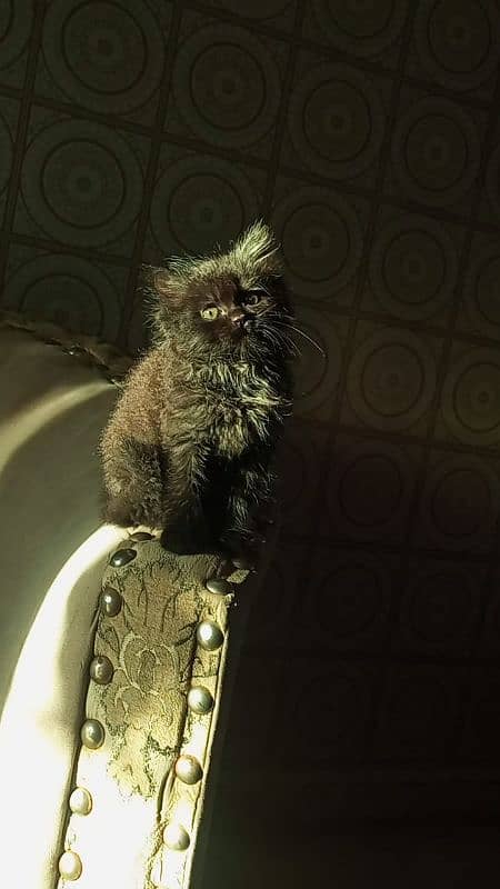 persian cat for sale 0