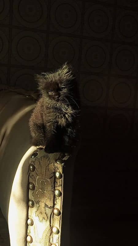 persian cat for sale 2