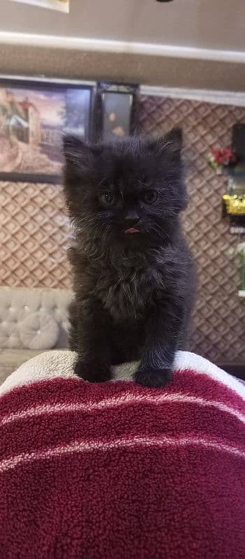 persian cat for sale 3