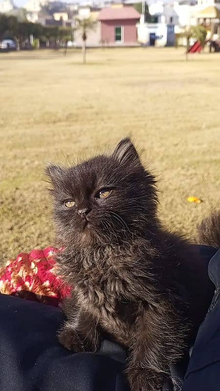 persian cat for sale 7