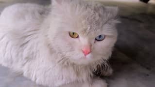 Persian Cat for sale