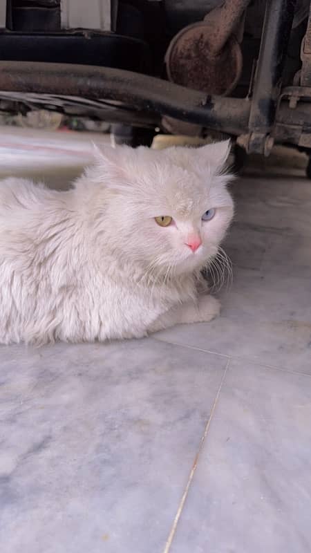 Persian Cat for sale 1