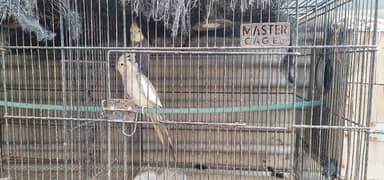 Birds for sale