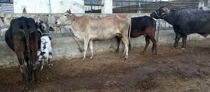 jersey cow | friesian cow | 1st timer | Cow | buffalo | گائے