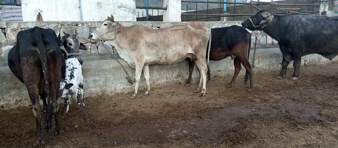 jersey cow | friesian cow | 1st timer | Cow | buffalo | گائے 0