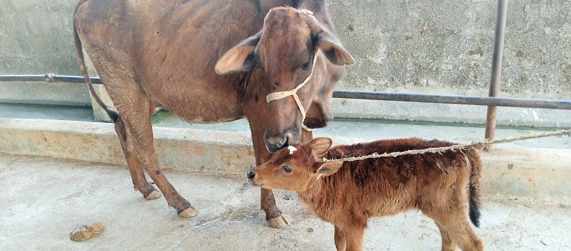 jersey cow | friesian cow | 1st timer | Cow | buffalo | گائے 2