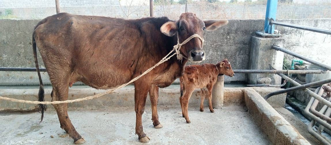 jersey cow | friesian cow | 1st timer | Cow | buffalo | گائے 4