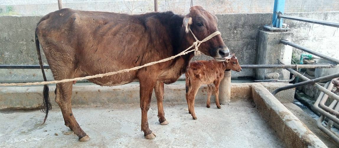 jersey cow | friesian cow | 1st timer | Cow | buffalo | گائے 5