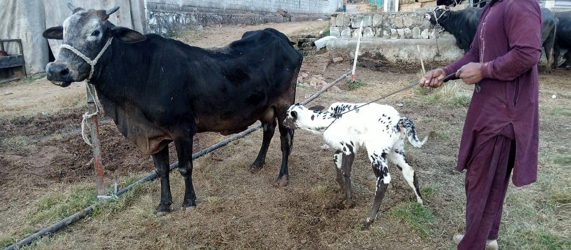 jersey cow | friesian cow | 1st timer | Cow | buffalo | گائے 8