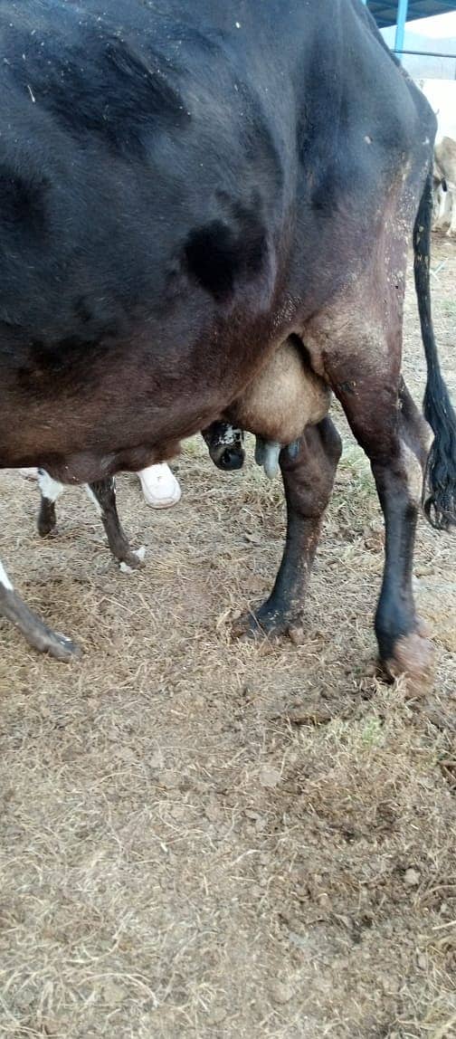 jersey cow | friesian cow | 1st timer | Cow | buffalo | گائے 12