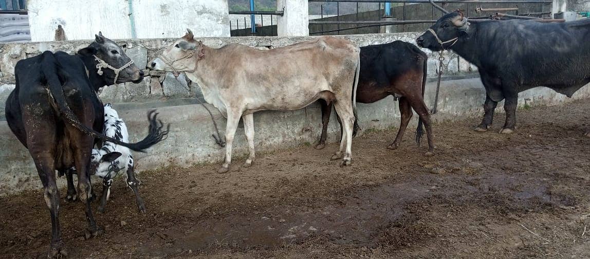 jersey cow | friesian cow | 1st timer | Cow | buffalo | گائے 13