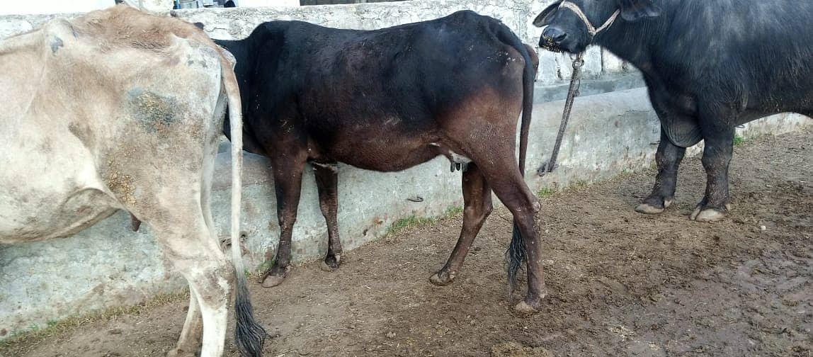 jersey cow | friesian cow | 1st timer | Cow | buffalo | گائے 15