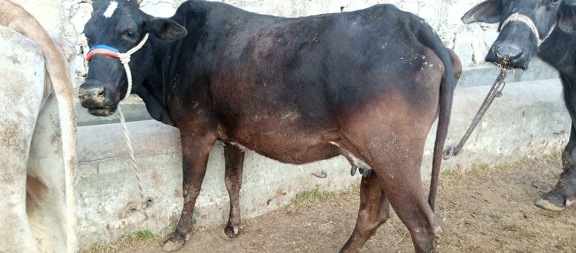 jersey cow | friesian cow | 1st timer | Cow | buffalo | گائے 16