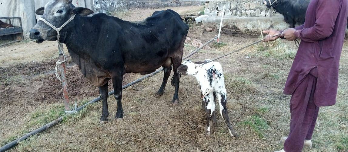 jersey cow | friesian cow | 1st timer | Cow | buffalo | گائے 18