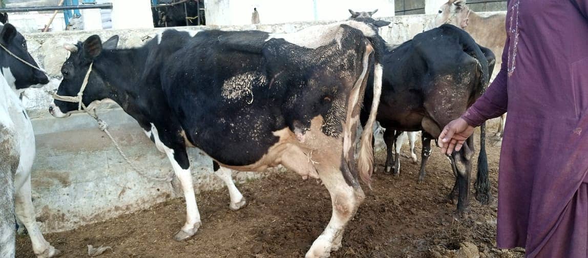 jersey cow | friesian cow | 1st timer | Cow | buffalo | گائے 15