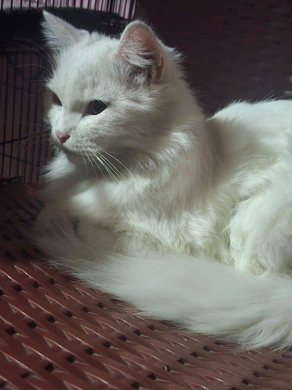 male persian cat double coatted 1