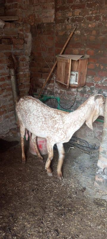 male and female goats for sale. bakrian 0