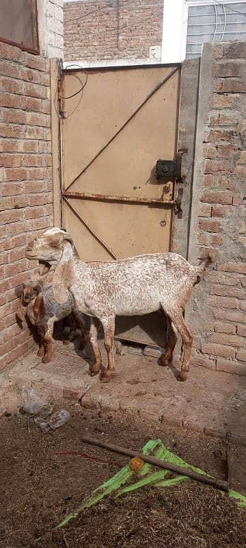 male and female goats for sale. bakrian 1