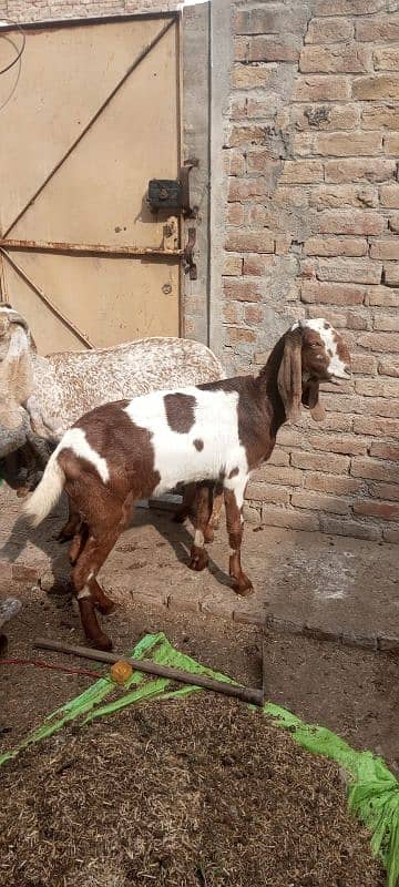 male and female goats for sale. bakrian 2