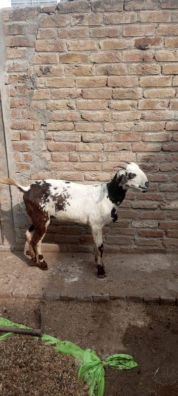 male and female goats for sale. bakrian 3