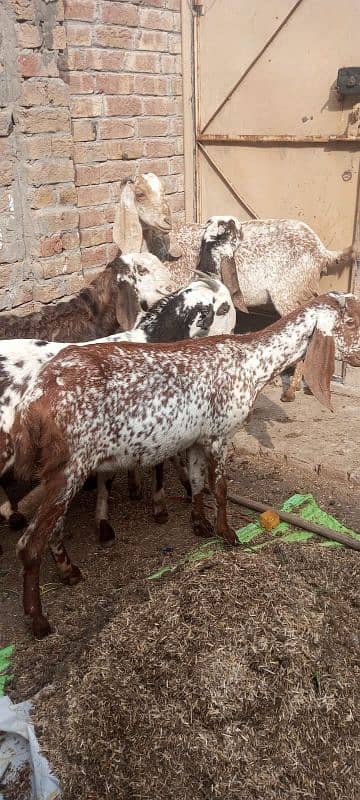 male and female goats for sale. bakrian 4