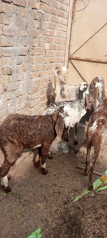 male and female goats for sale. bakrian 5