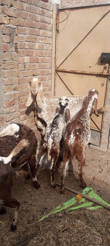 male and female goats for sale. bakrian 6