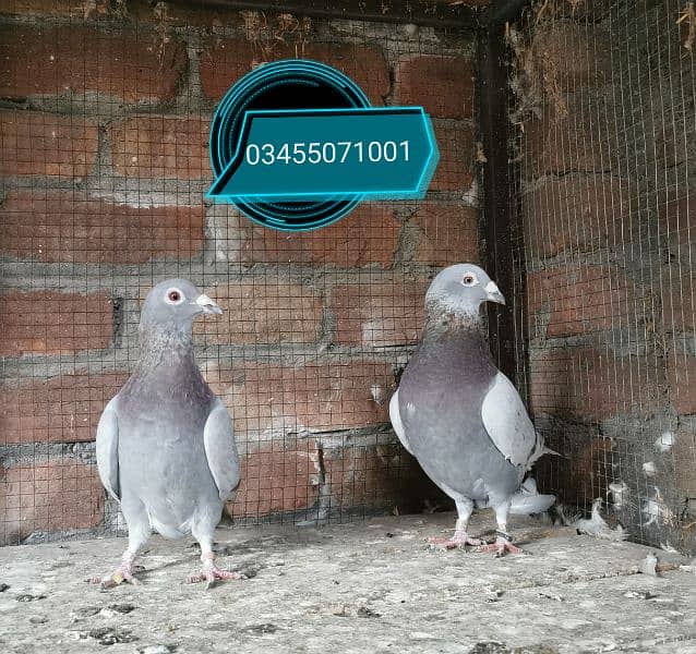 Pure homer pigeon huge size pair 0