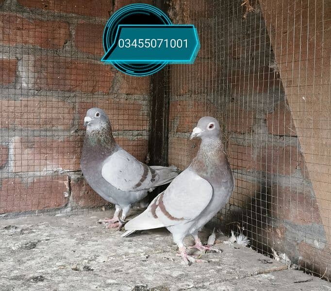 Pure homer pigeon huge size pair 1