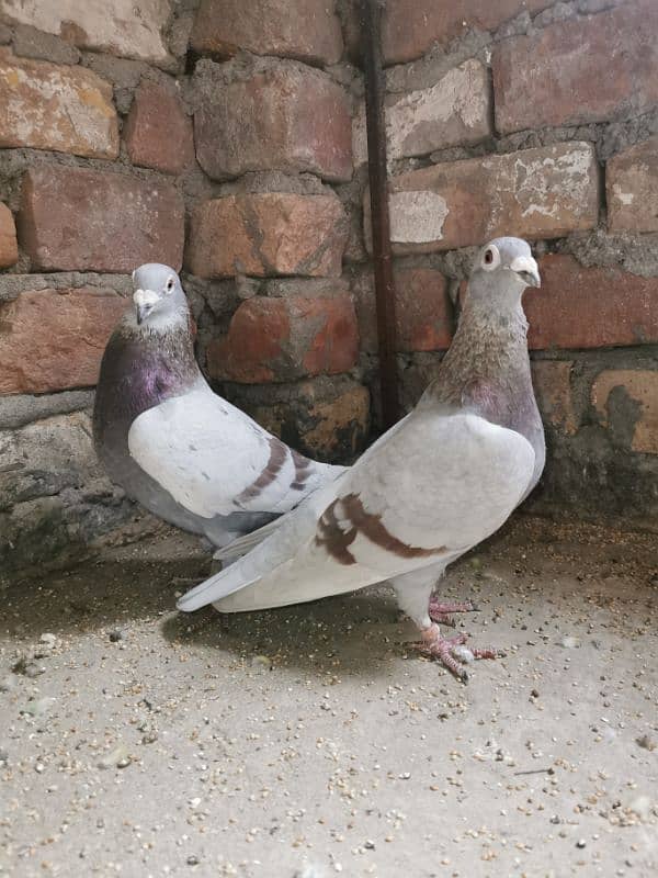 Pure homer pigeon huge size pair 3