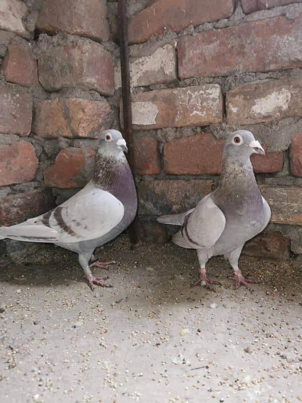 Pure homer pigeon huge size pair 4