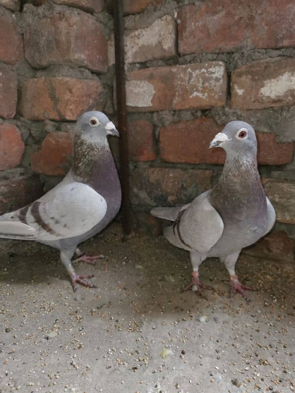 Pure homer pigeon huge size pair 5