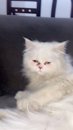 persian cat