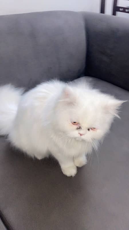 persian cat 1