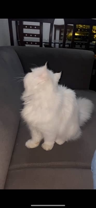 persian cat 4