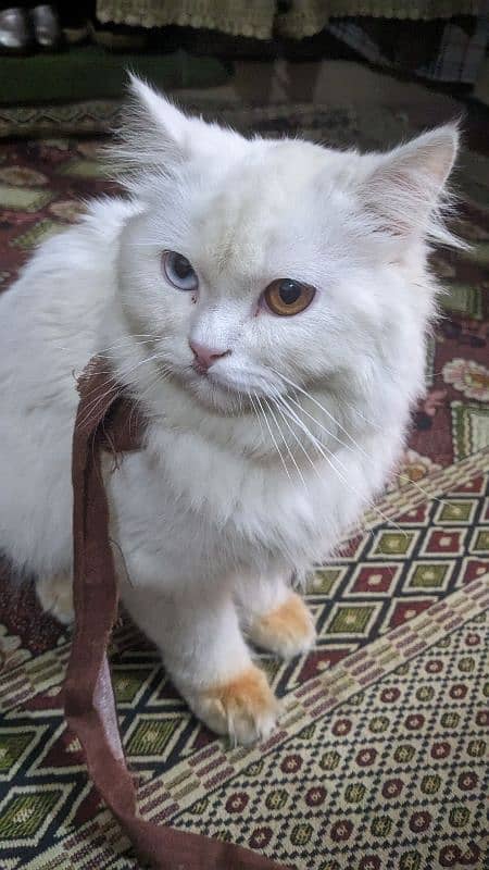 Persion white cat  with Ood eyes 0