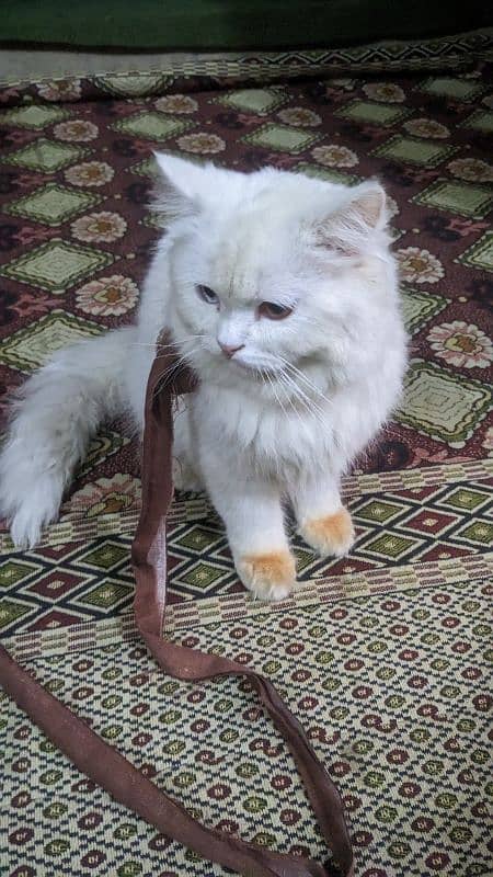 Persion white cat  with Ood eyes 1