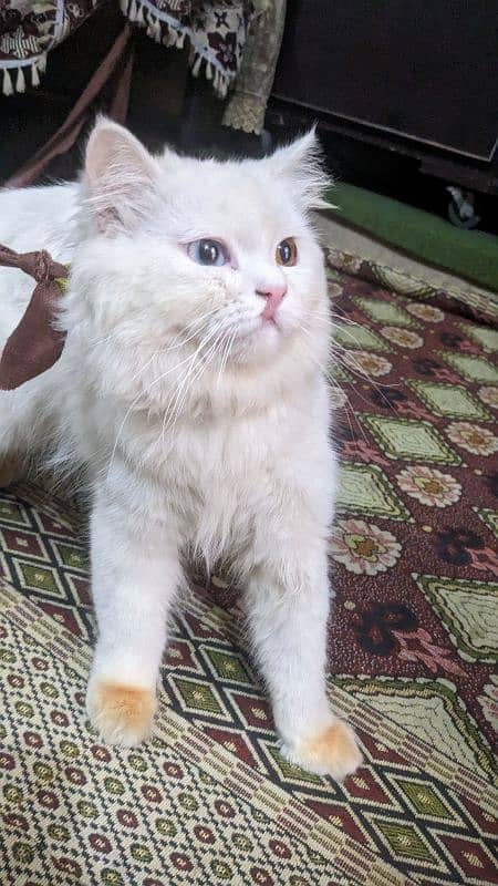 Persion white cat  with Ood eyes 2