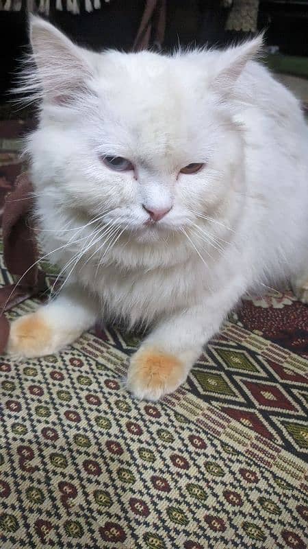 Persion white cat  with Ood eyes 3