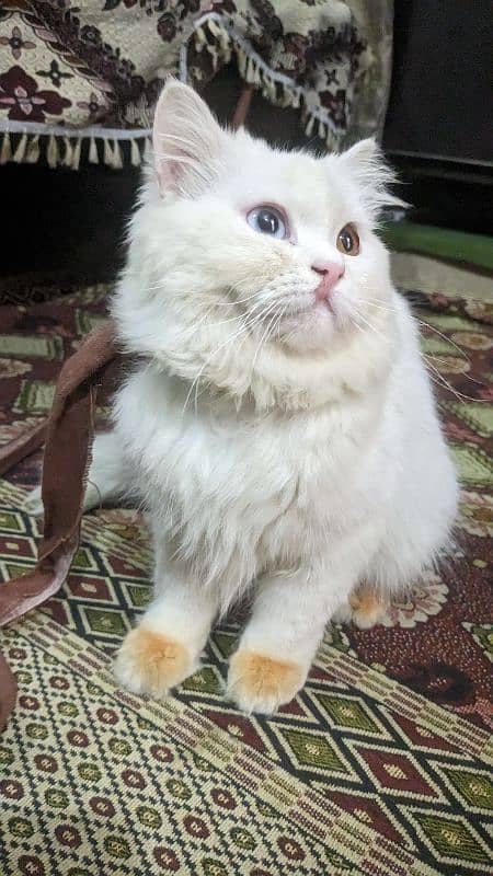 Persion white cat  with Ood eyes 5