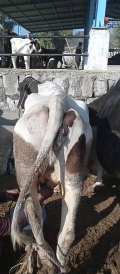 Desi cow | Cross cow | Mix Breeds cow