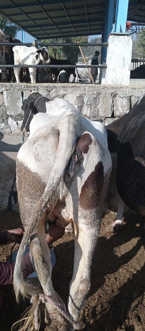 Desi cow | Cross cow | Mix Breeds cow 0