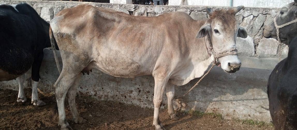 Desi cow | Cross cow | Mix Breeds cow 6